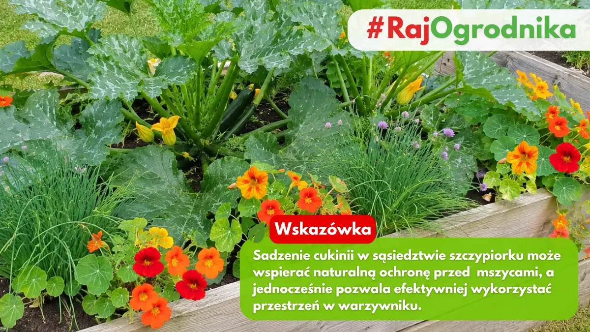 Cukinia rosnąca rezem z nasturcją i szczypiorkiem w ogrodzie blog sklep rajogrodnika